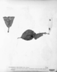 Hypoderma rubi image